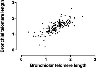 Airway Telomere Length in Lung Transplant Recipients